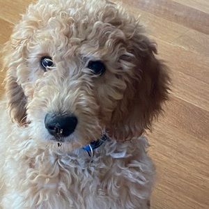 Meet your Posher, Molly